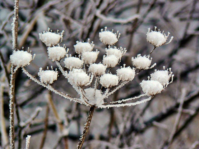 Зимние цветники из травянистых многолетников